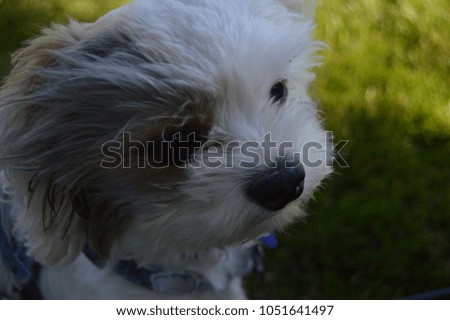picture of my shih tzu/ maltese at the local park