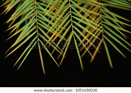 Beautifil in do Palm Tree Leaf with green colour, dark Background.