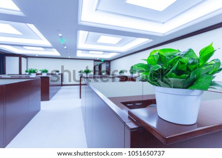 Plants in modern office interior