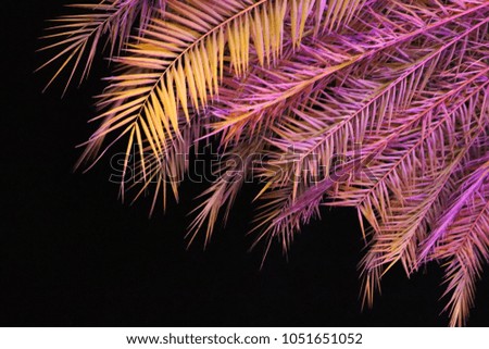 Beautifil in do Palm Tree Leaf with purple colour, dark Background.