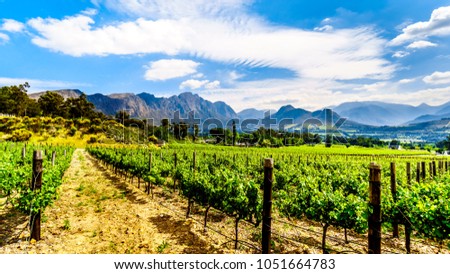 Vineyards of the Cape Winelands in the Franschhoek Valley in the Western Cape of South Africa, amidst the surrounding Drakenstein mountains Royalty-Free Stock Photo #1051664783
