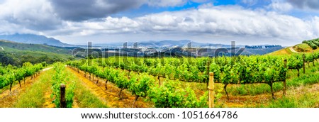 Olive groves and vineyards surrounded by mountains along the Helshoogte Road between the historic towns of Stellenbosch and Franschhoek in the wine region of Western Cape of South Africa Royalty-Free Stock Photo #1051664786