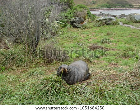 Sea lions living in nature. It's up from the shore. In Switzerland