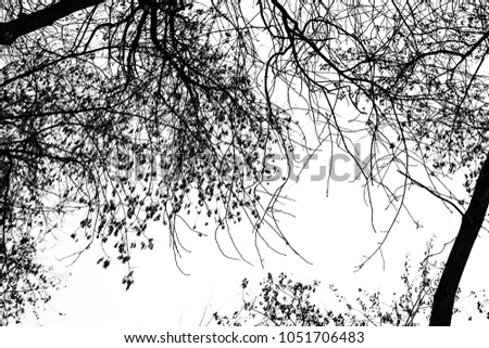 photo silhouettes of tree branches on a white background