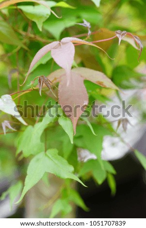 Maple leaves in the rainy season.