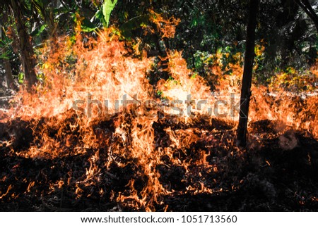 Burning flames from burning the dry leaves of bamboo and grass in the park