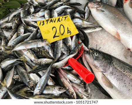 raw horse mackerel fishes on market with Turkish labels in Turkey