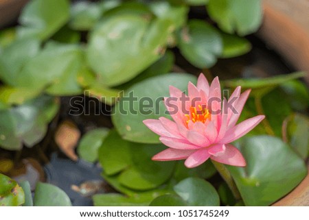 pink lotus spiritual of flower