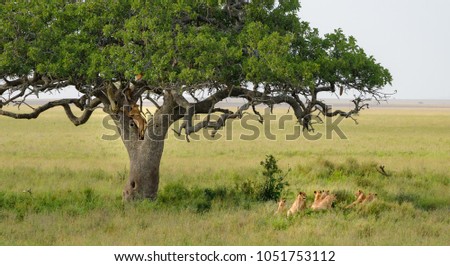 Lions climbing acacia tree, lioness in tree on the plains and savannah of Serengeti, Masai Mara and Ngorongoro crater in Kenya and Tanzania, East-Africa. African safari trip to wildlife