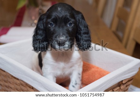 Black and White Springer Spaniel Puppy sitting In wicket basket giving puppy eyes to the camera