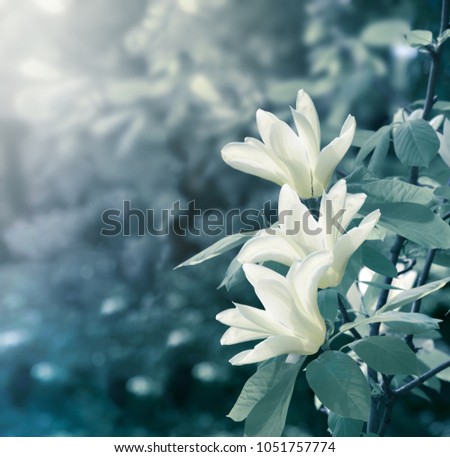 Mysterious spring floral background with blooming white magnolia flowers on a sunny day. Magnolia acuminate variety (Cucumber tree). Family Magnoliaceae.  