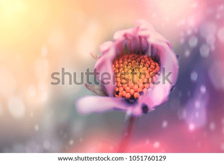 fantasy flower backgrounds