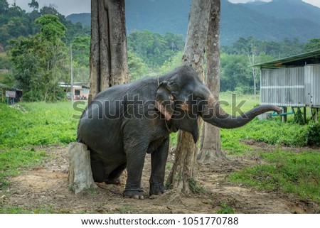 The baby elephant is holding his mouth open, and his body and legs are plowed like a tree to scratch it in the middle of a village with less trees around.