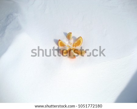 A orange lotus petals on the sugar-white  multiple surface with shadows