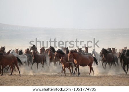 wild horse riding.kayseri /turkey