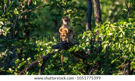 Juvenile yellow baboon sitting on a tree branch.