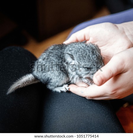 Little gray chinchilla is sitting on the hands of a child