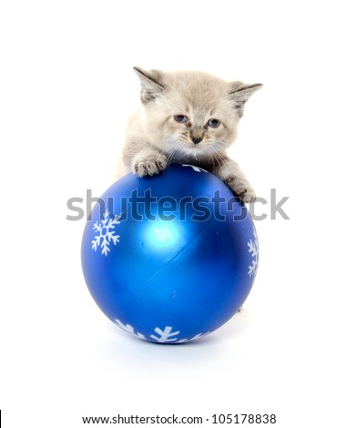Cute baby kitten playing with large blue Christmas ornament on white background