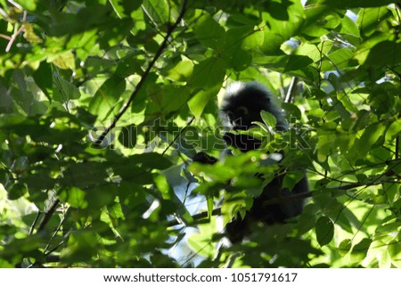 cute leaves monkey on tree in the jungle wild