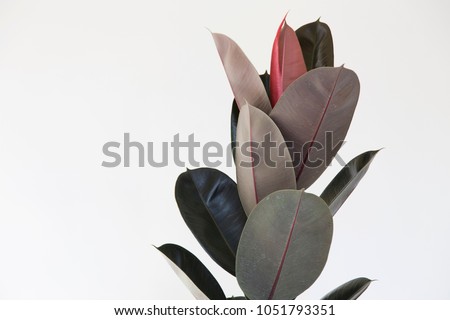 Rubber Plant Leaves on white background Royalty-Free Stock Photo #1051793351
