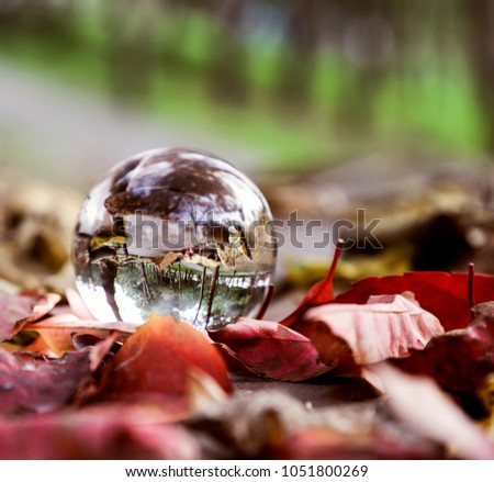 glass on the table and autumn leaves