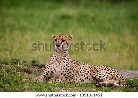 Cheetah on african savannah