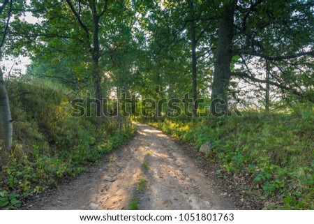 Beautiful alley of trees. Rural road with trees at sunny autumnal afternoon. Polish landscape
