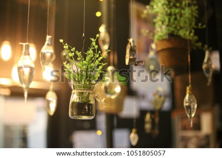 Pictures of hanging plants