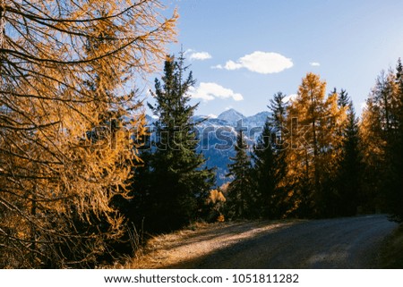 Beautiful larch colored with autumn colors in the mountains, illuminated by the sun, high Valtellina, Lombardy, Italy