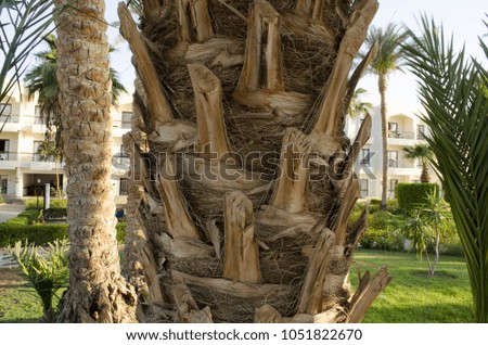 the trunk of the palm tree in the summer