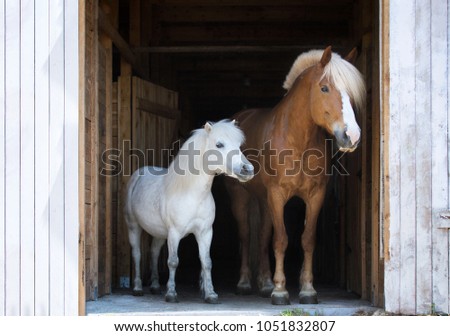 Two horses standing in the stable door opening.