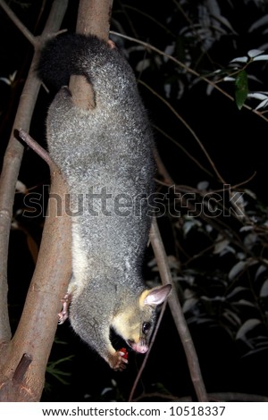 Australian Brushtail Possum, taken with flash at night in the wild, eating a strawberry