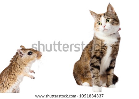 Gerbil Mouse and Surprised Ginger Cat Isolated on White background.