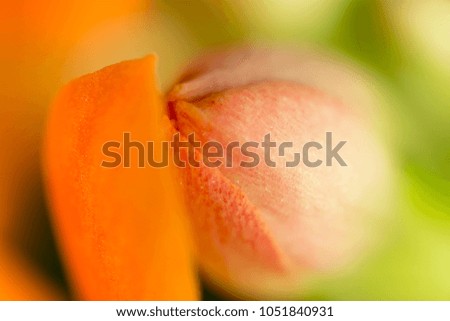 A small orange flower on nature