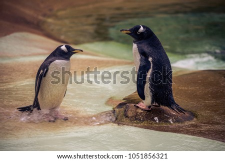 A pair of pengiuns in a Zoo