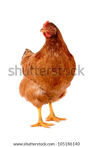 Brown hen isolated on white, studio shot. Royalty-Free Stock Photo #105186140