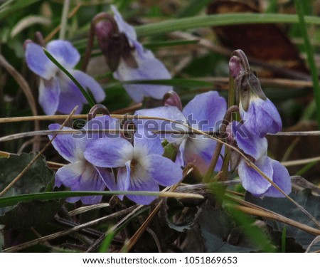 Blue Viola flower