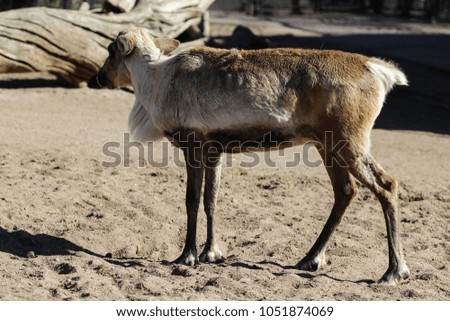 Young reindeer (Rangifer tarandus
