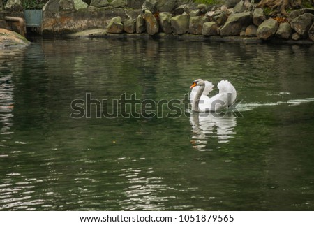 Image of white swans at the lake, Crimea, Russia