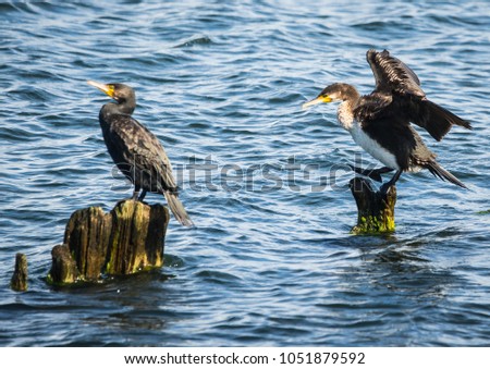 Image of cormorants in  Baltic Gulf in  Kaliningrad Region, Russia