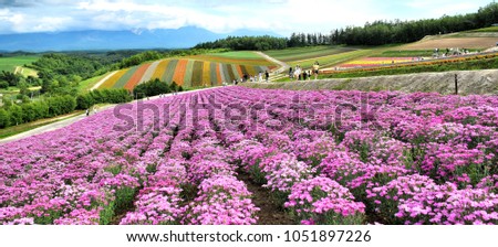 Colorful flower field in Shikisai-no-oka,Biei,Hokkaido,Japan.