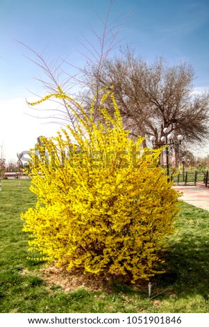 A bush with bright yellow flowers in the park in spring