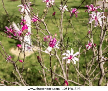 Magnolia bush in the park in the spring