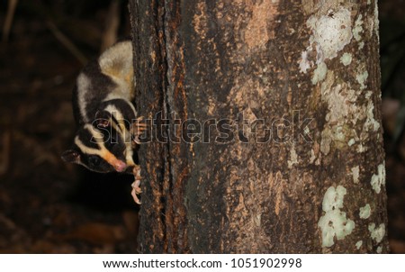 Striped Possum looking at camera, Atherton Tablelands, Queensland