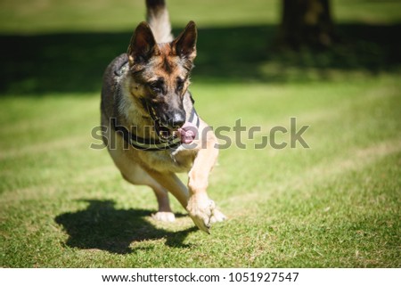 German shepherd Security Dog in Training
