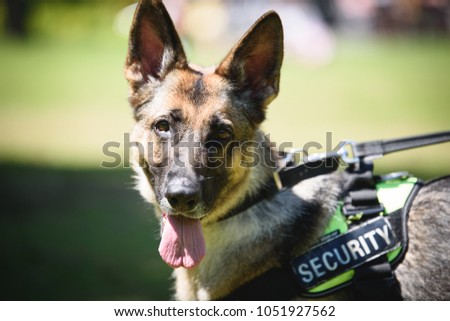 German shepherd Security Dog in Training Royalty-Free Stock Photo #1051927562