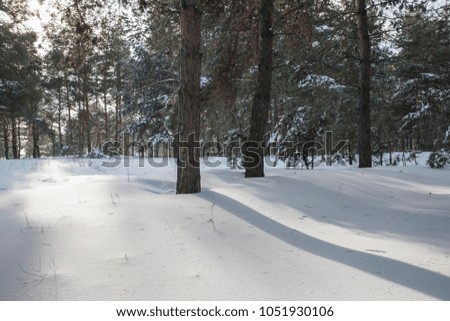 forest, snow, winter, pines