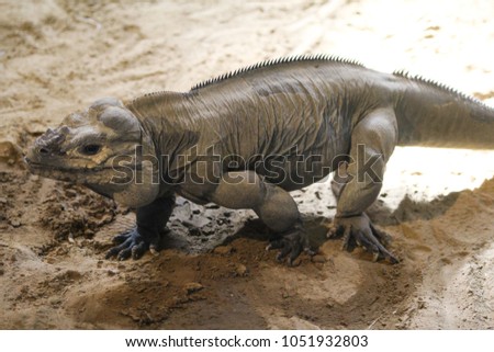 rhinoceros iguana (Cyclura cornuta)