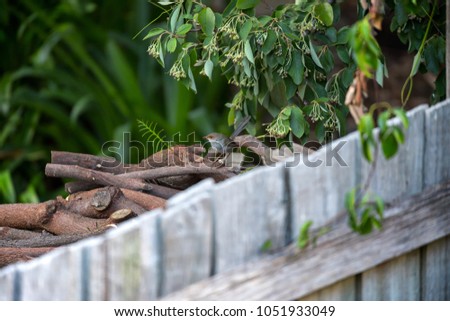 A female wren sitting on a pile of wood near a garden fence