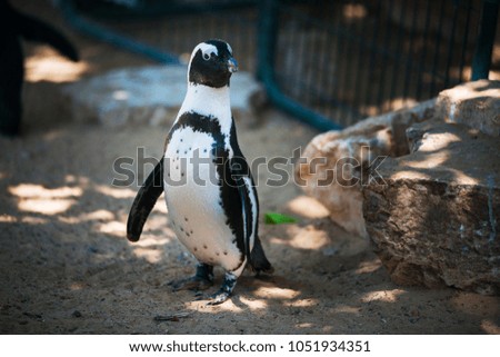 Penguin standing on a sand in safari park. Tel Aviv. African penguin (Spheniscus demersus) also known as the jackass penguin and black-footed penguin. 